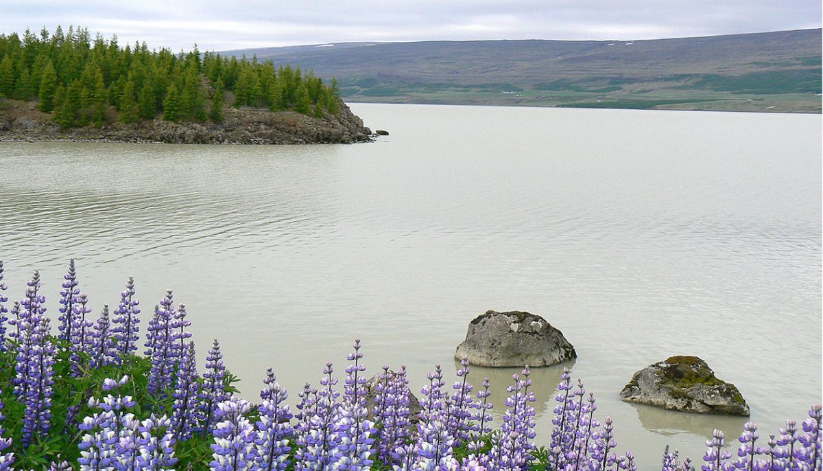 Jezioro Lagarfljót i największy las Islandii – Hallormsstaðaskógur.