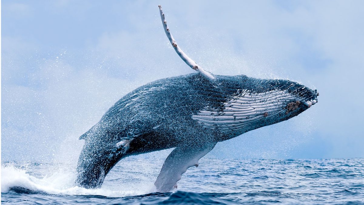 Whaling will stop until August 31