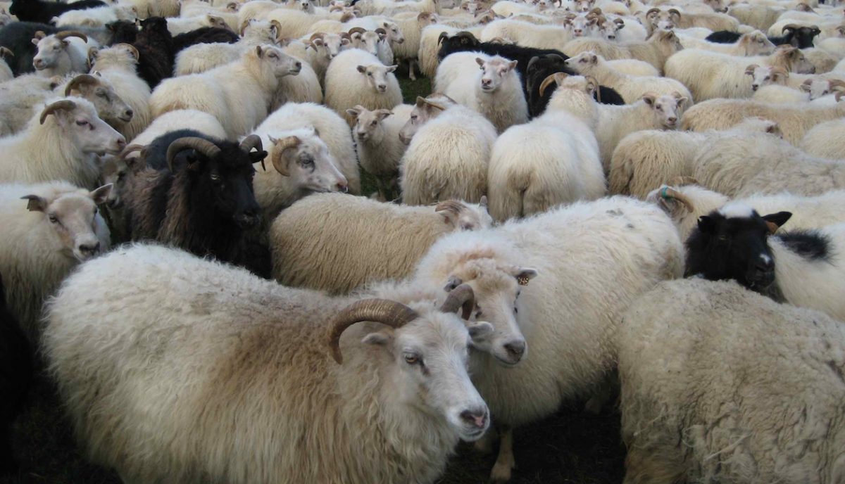 Sheep in Grindavík are waiting to be evacuated