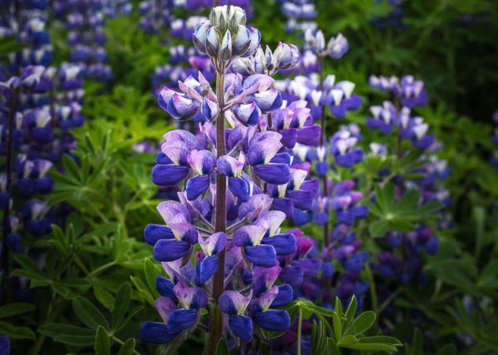 Lupine threatens the nature reserve