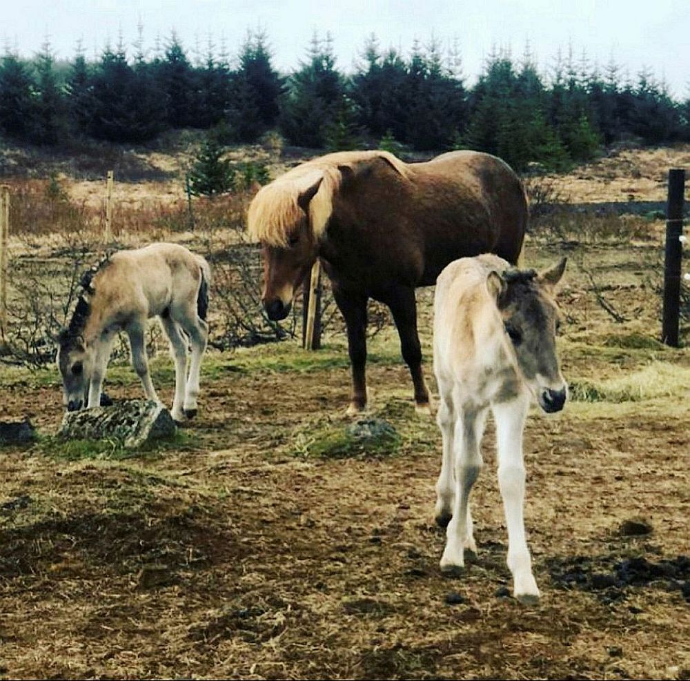 Surrogate mares gave birth to twin foals