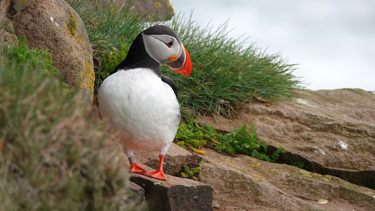 When do puffins arrive in Iceland?