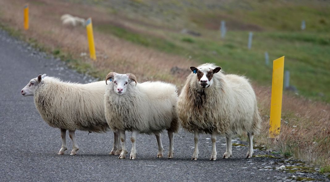 Knitting increases the profits of Icelandic sheep farmers