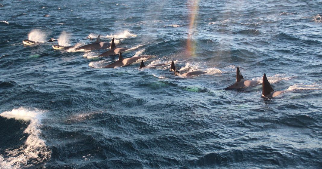 How killer whales hunt herring