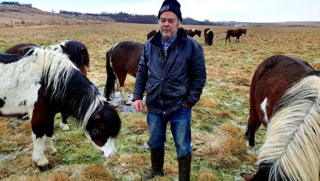 Has a new breed of horse been discovered in Iceland?