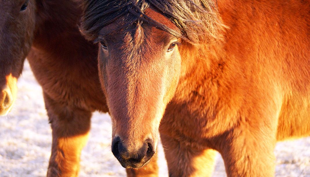 Ísteka kündigt den Vertrag mit Pferdezüchtern, die Blut von trächtigen Stuten sammeln