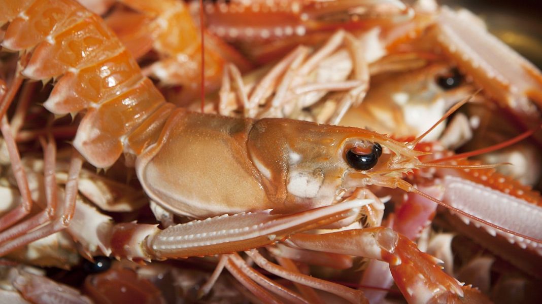 The Institute of Marine and Freshwater Research calls for a total ban on fishing for crawfish