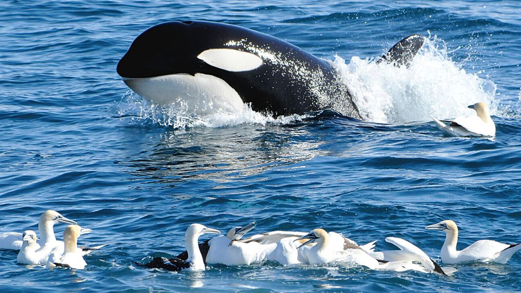 Almost 1,000 killer whales have been identified in Icelandic waters