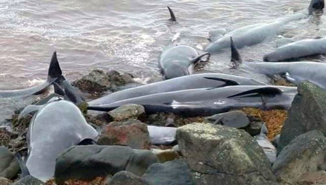 Over a hundred cetaceans stranded ashore in Iceland in 2021