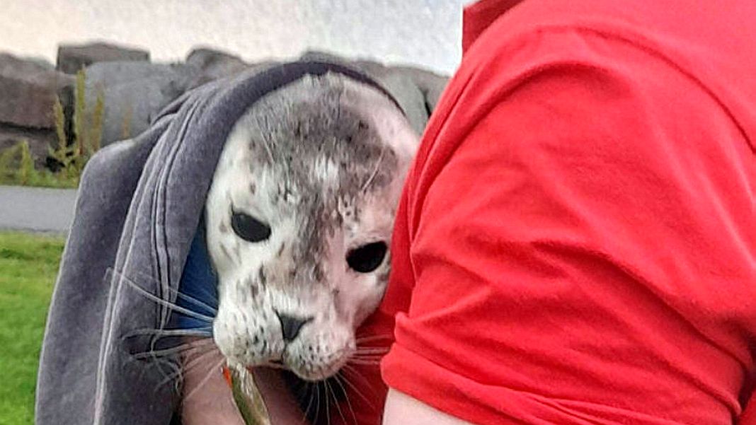 A seal with a hook in its mouth saved in Reykjavíkurhöfn