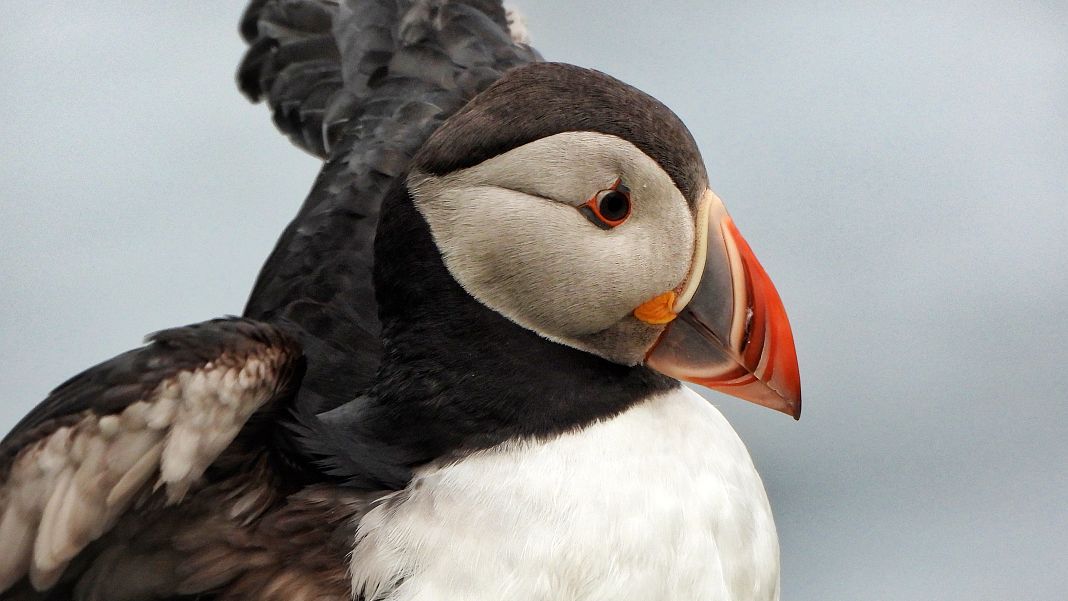 The first puffins of the year have arrived at Grímsey