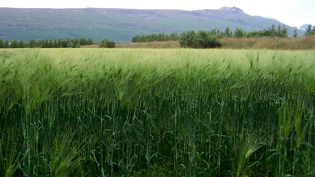 Global warming and war speak in favor of crops growing in Iceland