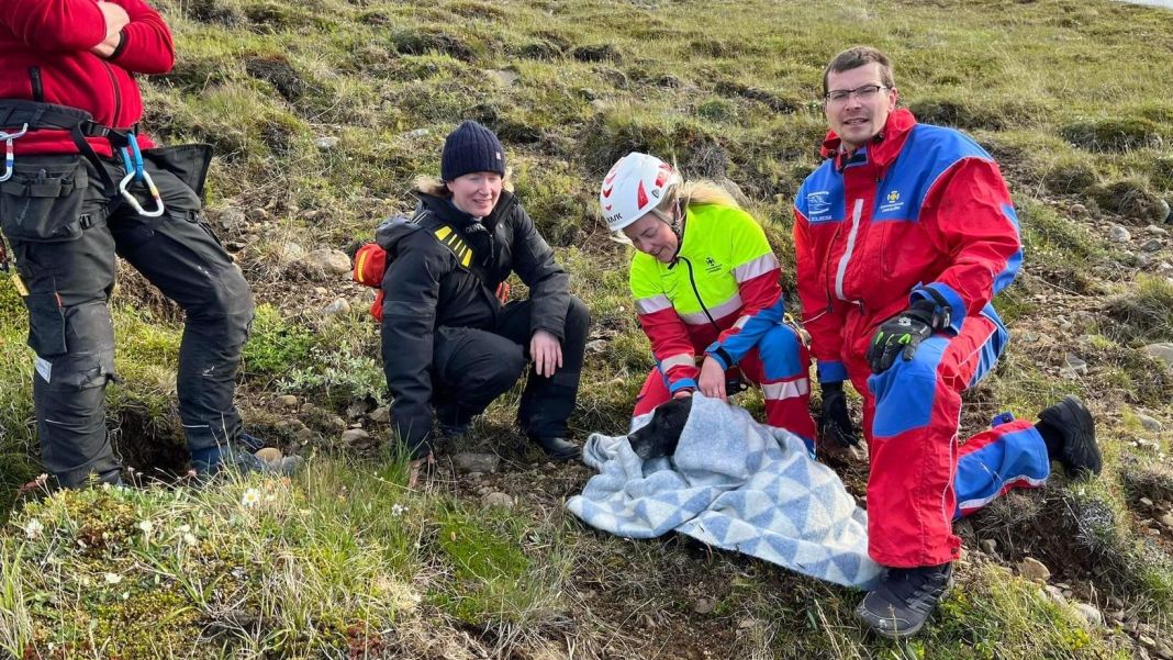 A dog fell off a cliff was rescued