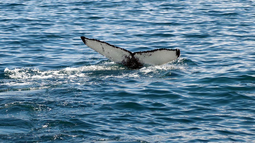The common whales are back