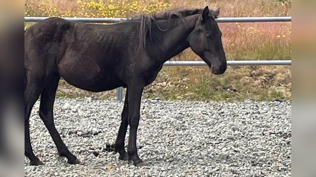 Suspicion of mistreatment of horses in Borgarnes