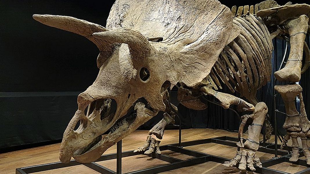 Triceratops in Iceland?