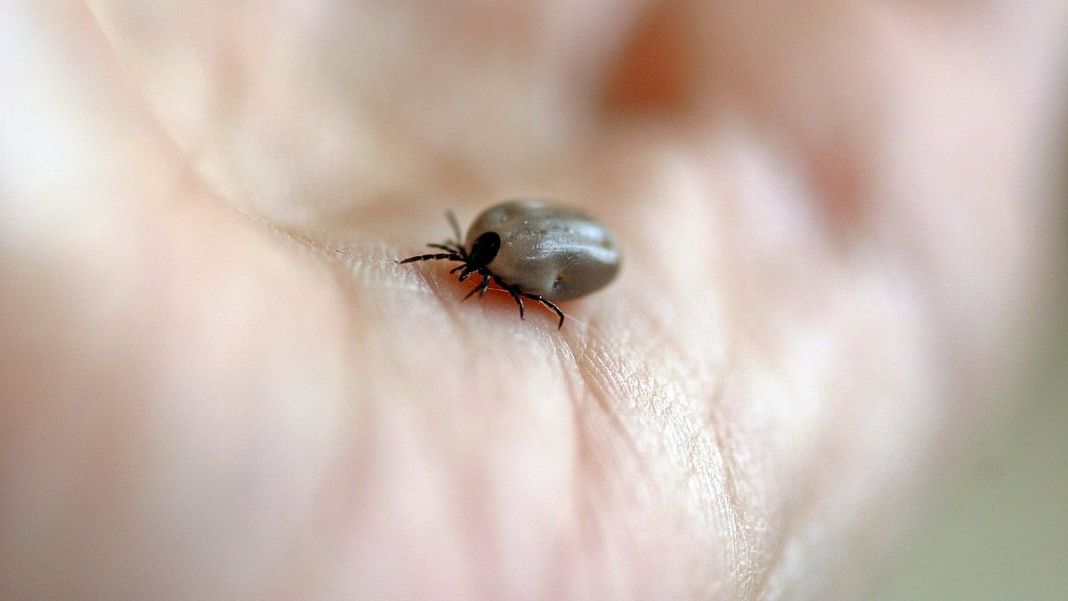A new species of tick in Iceland