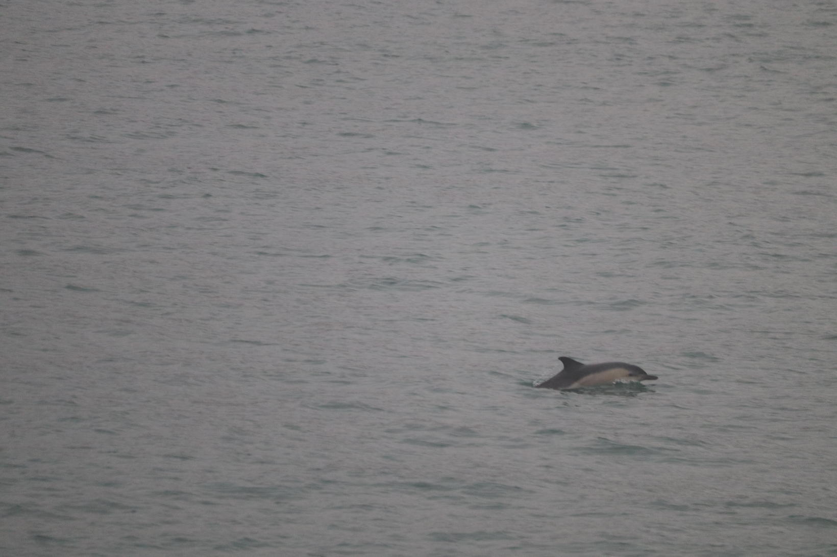 A new species of dolphin has been spotted in Faxaflói