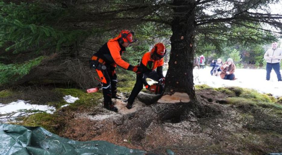Świąteczne drzewko dla Reykjavíku gotowe