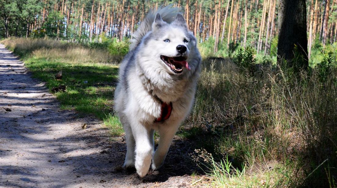 Koniec z wymaganiem zgody sąsiadów na trzymanie psów i kotów